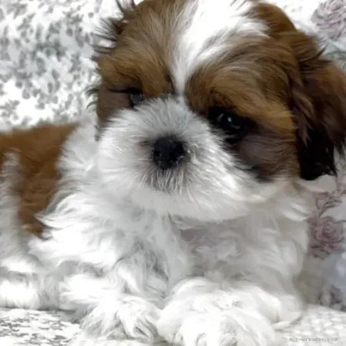 Cachorro Shih Tzu/ Shitzu de orelhas longas e peludas filhotes macho e fêmea com pedigree 