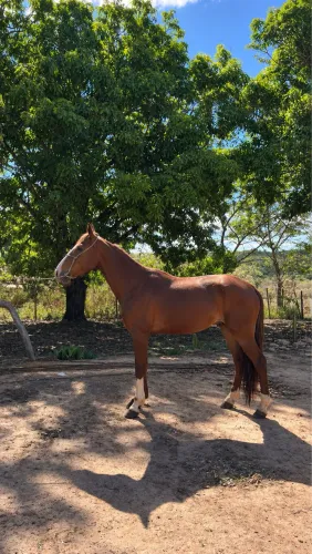Cavalo