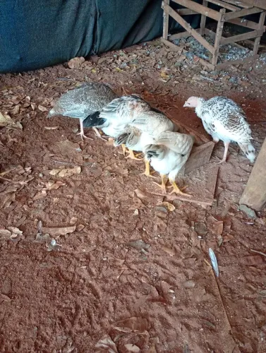 Pintinhos e ovos