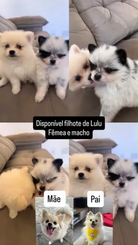 Filhotes Lulu disponíveis