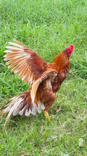 Galo índio 