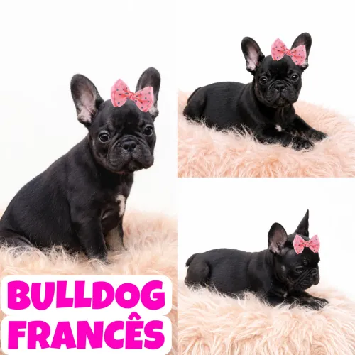 Linda Fêmea de Bulldog Francês c/ Microchipe + Garantia + Parcelado 12x