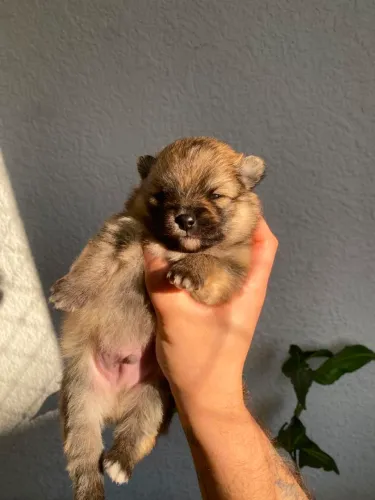 Lulu da Pomerânia Anão Macho