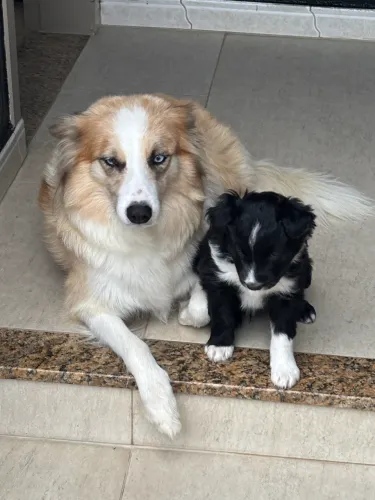 Boder collie
