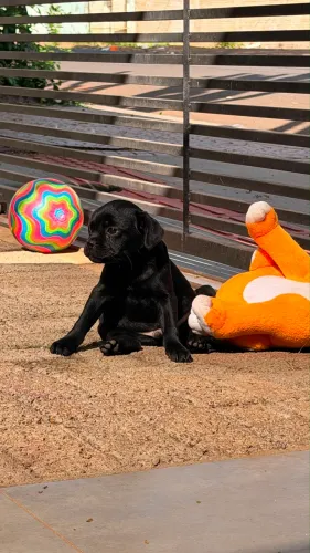 Filhote Pug Macho