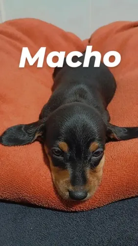 Filhotes de dachshund nas cores preto com vermelho