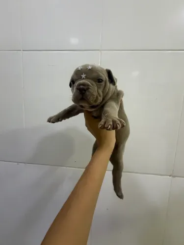 American bully