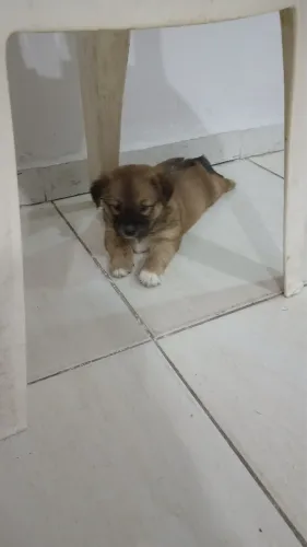 * me chama no zap. DOANDO CACHORRO