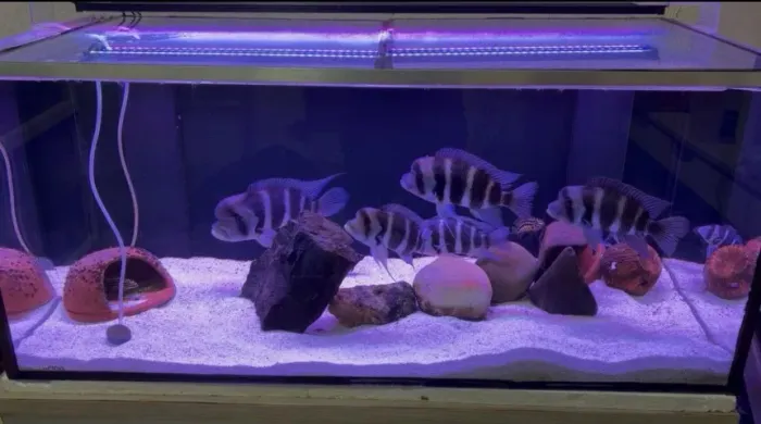 Aquario Completo