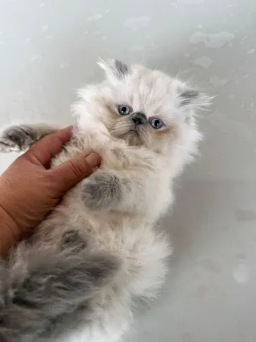 Filhotes de gato persa