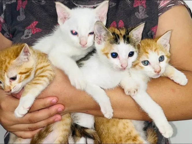 Estou doando 4 gatinhos mestiços, sendo:  ? ? 1 fêmea  ? ? 3 machos
