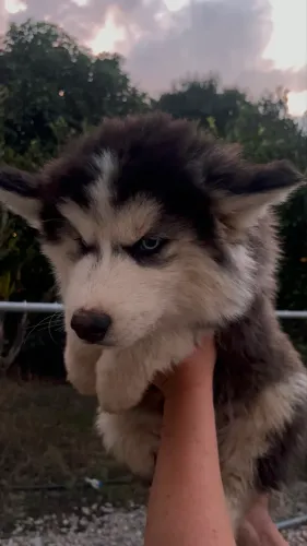 Venda de filhote de Husky Siberiano 