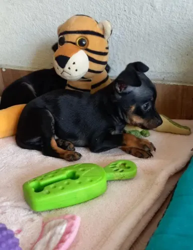 Cachorro 