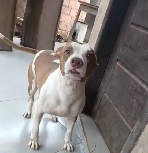 Adoçao
