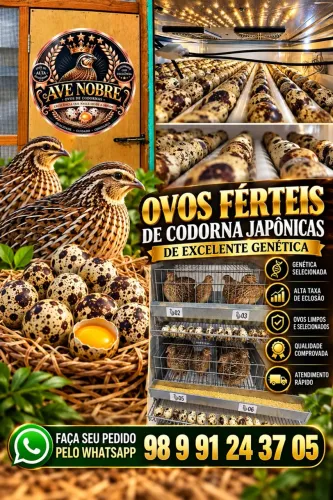 Ovos férteis de Codornas