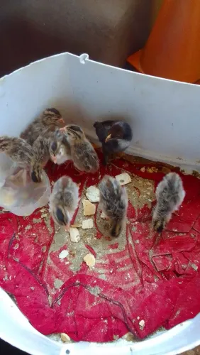 Filhotes galinha angola