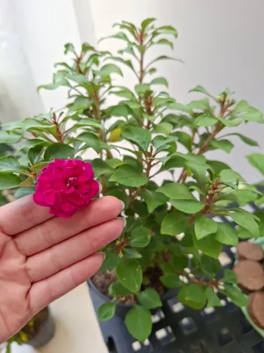 Flor