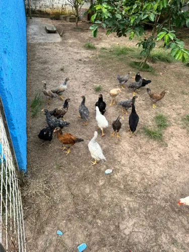 Vendo franguinho(a) caipira 