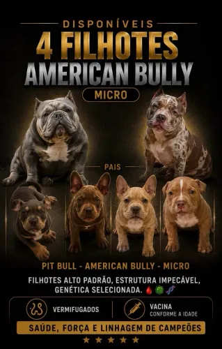 Doação de American Bully