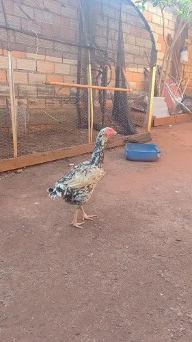 Galinha caipira