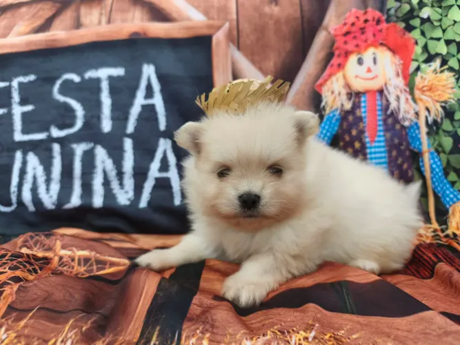 Spitz alemão