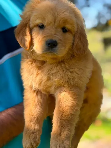 Golden Retriever | Para dias incríveis