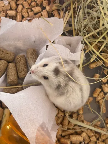 Hamster que troca se cor $70,00