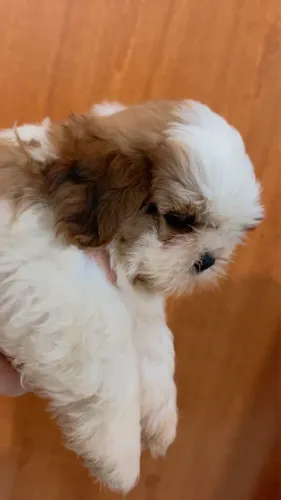 Shih Tzu 