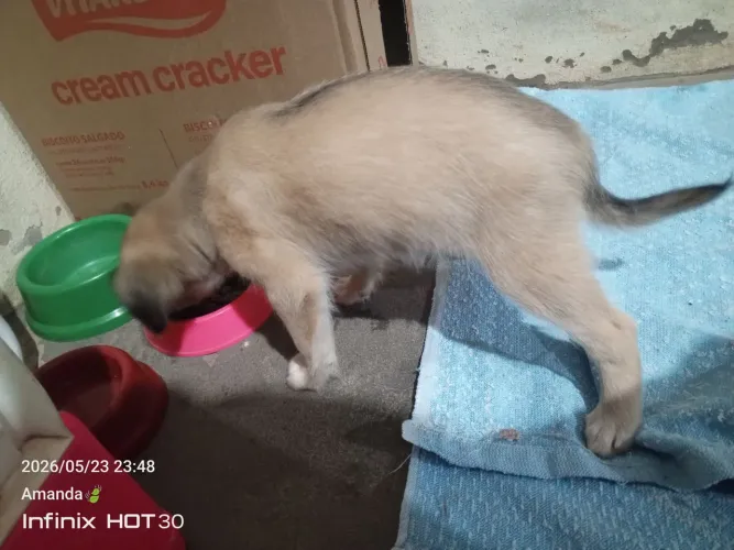 Doação de cães 