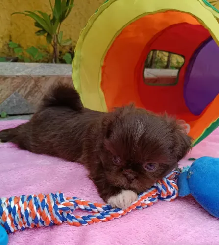 Shih Tzu Fêmea com pedigree, em 10x entregamos