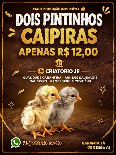 Pintinhos caipira