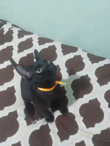 Gato macho para adoção responsável
