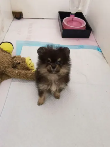 Vendo Spit Anãzinha