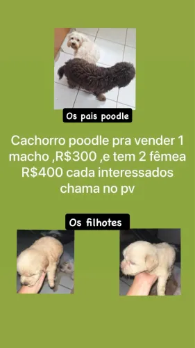 Filhotes de poodle 2 meses ,disponível para venda