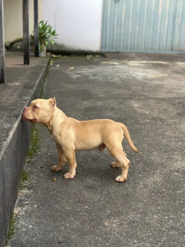 American bully micro macho 