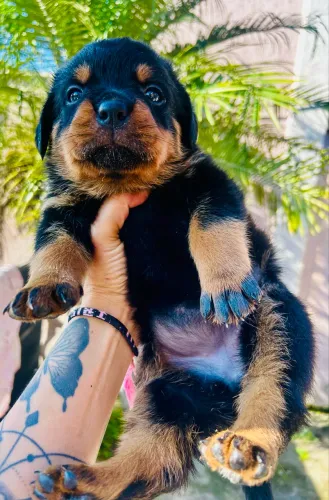 Rottweiler Machos e Femeas 