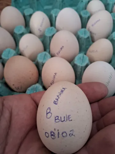 Ovos de Galinha Brahma Excelente Genética 
