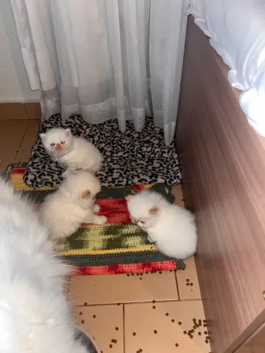 Filhote de Gato Persa