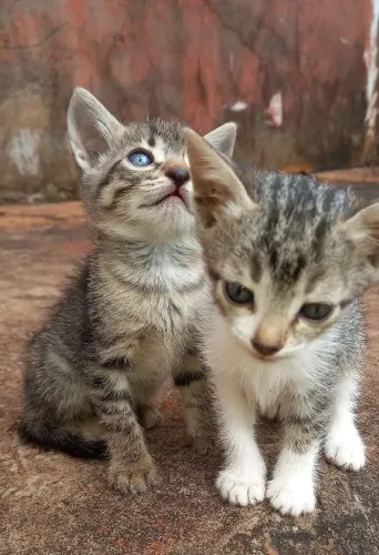 Doação de lindos gatinhos!