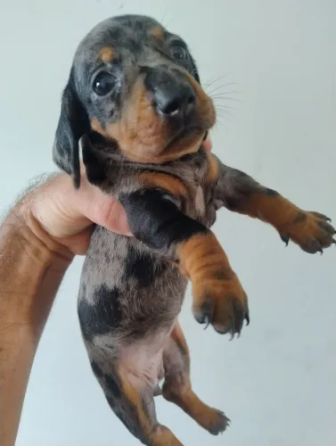 MOFADINHA FEMEA