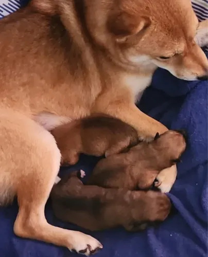 Lindos filhotes de Shiba Inu 