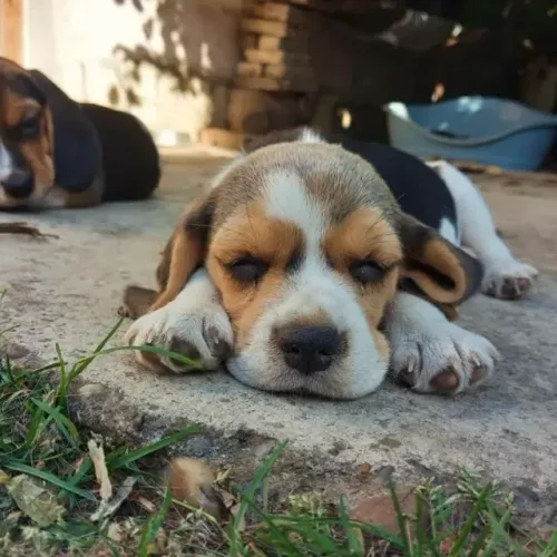 Filhotes de Beagle | Charme em cada detalhe.