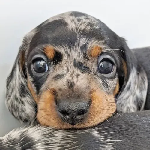 QUALIDADE, BELEZA E MUITO AMOR EM UM SÓ FILHOTE