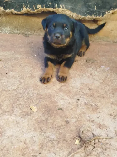 Filhote de Rottweiler