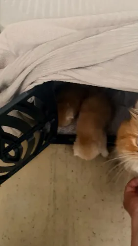 Disponível Gato Persa