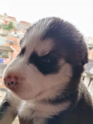 Husky siberiano