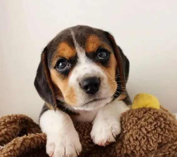 Beagle 13 Polegadas Afeto que se mantém verdadeiro