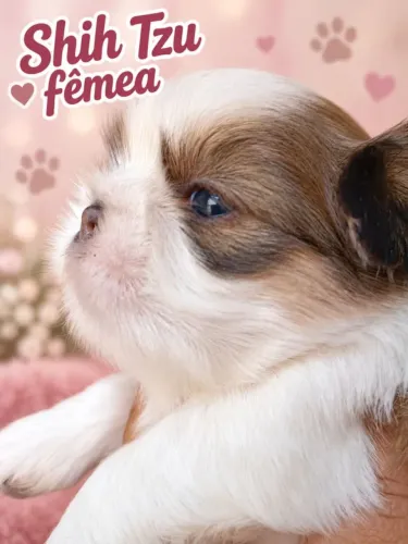 Fêmea shih tzu RJ