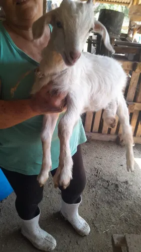 Cabritinho macho filho de uma boa cabra