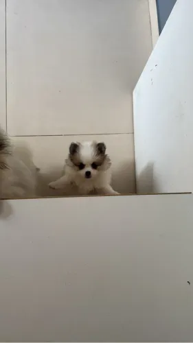 Filhote de Lulu-da-pomerânia